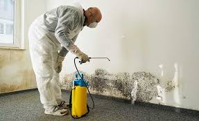 Best Mold Odor Removal Services in Lifornia City, CA