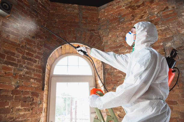 Best Mold Remediation for Healthcare Facilities in Lifornia City, CA