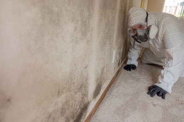 Why You Should Choose Our Mold Remediation Services in California City, CA